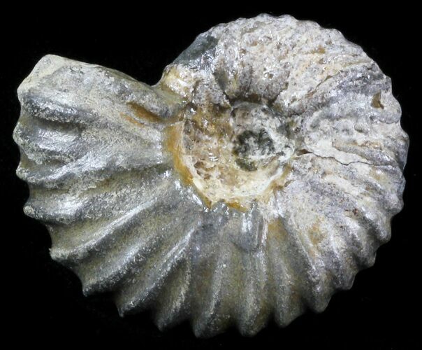 Acanthohoplites Ammonite Fossil - Caucasus, Russia #30078
